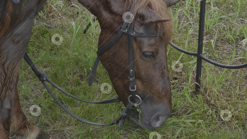 Скачать Табун лошадей на ферме возле стога сена фотосток Ozero