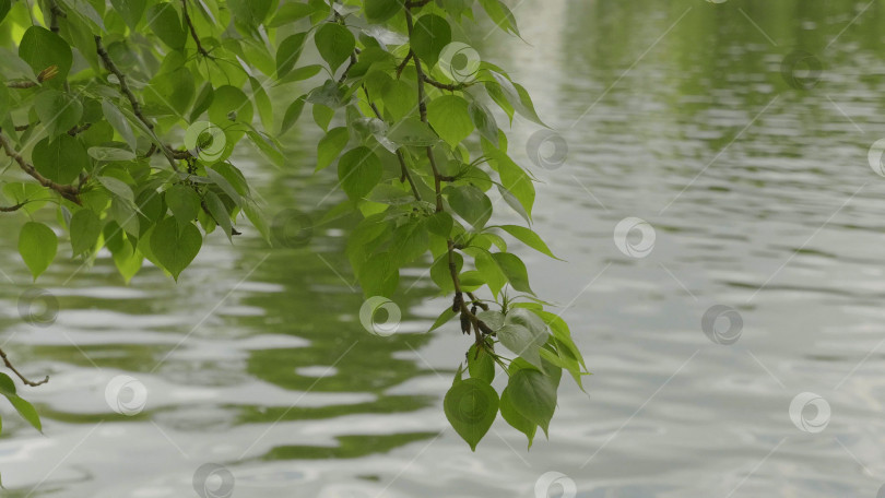 Скачать Фон природы с березовыми ветвями и молодыми яркими листьями на фоне воды. фотосток Ozero