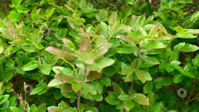 Скачать Зеленые растения с красивой весенней листвой рядом. фотосток Ozero