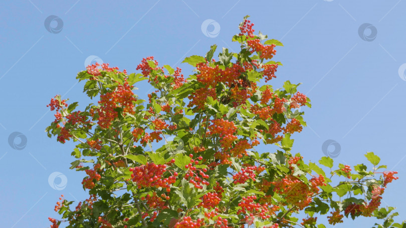 Скачать Ветка красной калины в саду фотосток Ozero