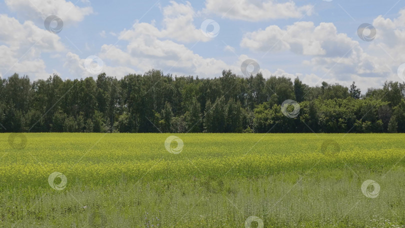 Скачать фоновый пейзаж поля с желтой травой фотосток Ozero