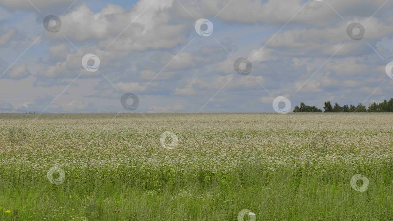 Скачать Поля пшеницы в конце лета полностью созрели фотосток Ozero