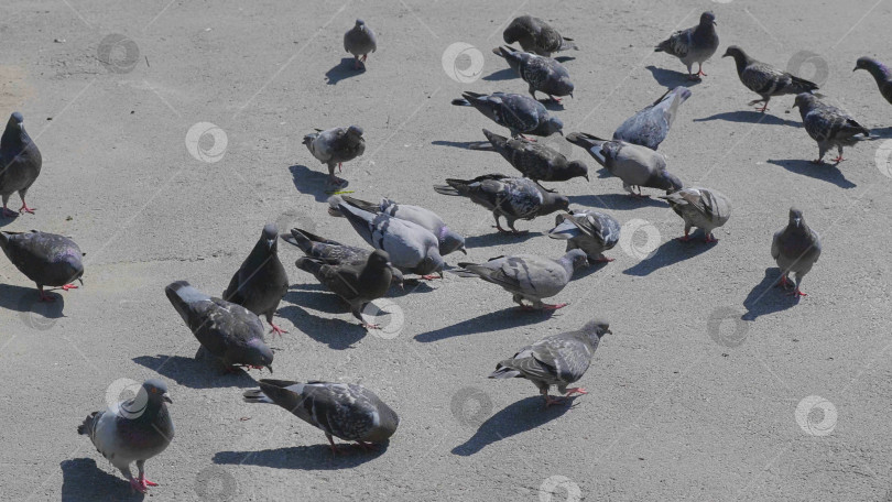 Скачать Стая голубей кормится на городской площади фотосток Ozero