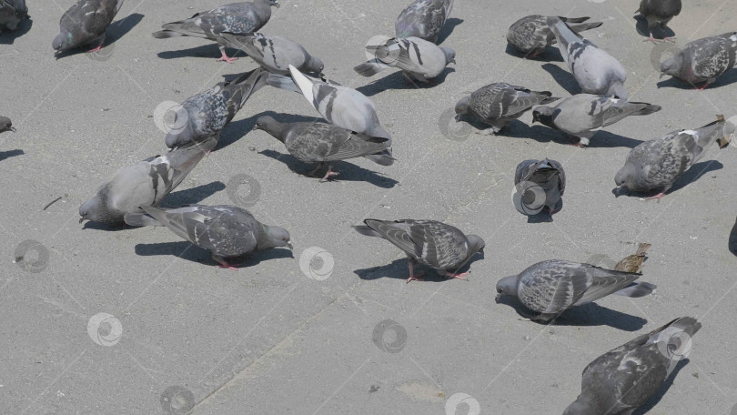 Скачать Стая голубей кормится на городской площади фотосток Ozero