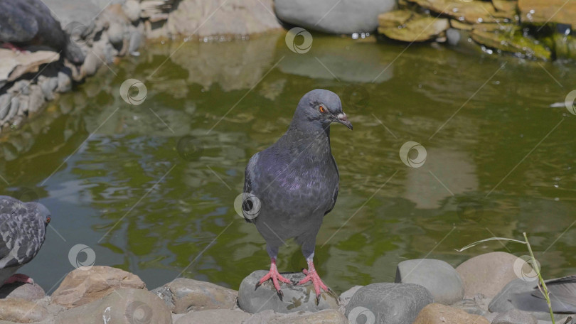 Скачать Красивый голубь сидит возле фонтана с водой фотосток Ozero
