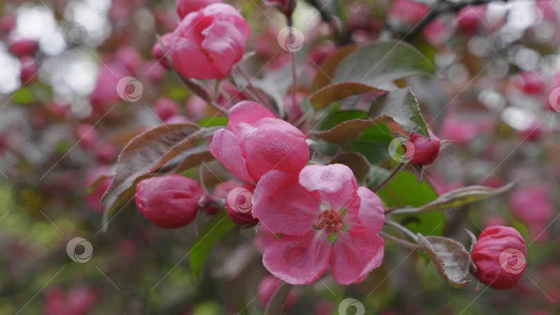 Скачать Сад с цветущими яблонями весной. фотосток Ozero