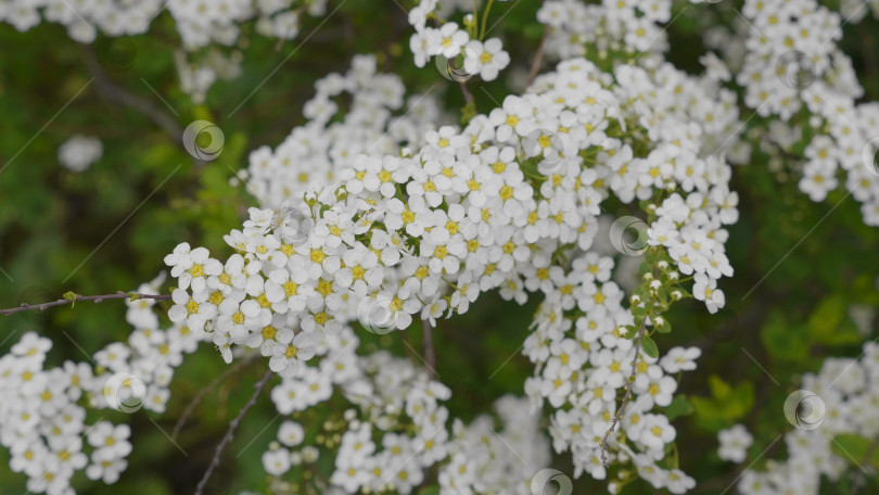 Скачать Весеннее цветение вишни, белые цветы крупным планом. фотосток Ozero