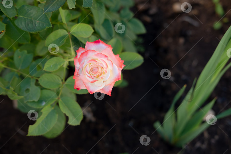 Скачать декоративная роза в саду, крупный план, вид сверху фотосток Ozero