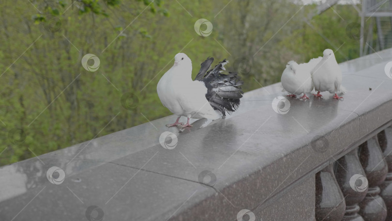 Скачать Красивые белые голуби летят друг к другу. фотосток Ozero