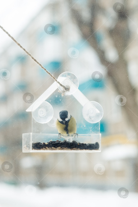 Скачать синица сидит и ест семена из прозрачной кормушки на окне фотосток Ozero