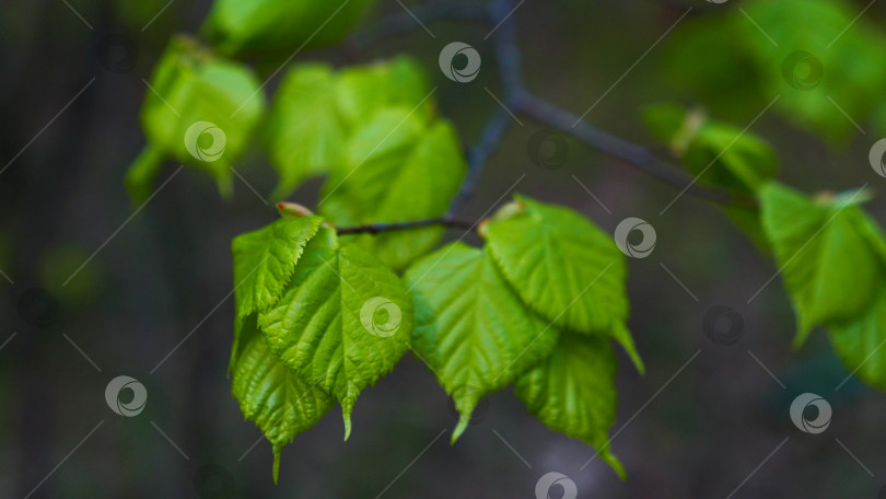 Скачать Фон природы с березовыми ветвями и молодыми яркими листьями на фоне дневного солнца. фотосток Ozero