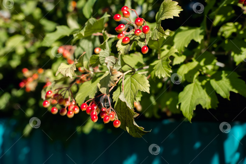 Скачать Ветви калины с красными гроздьями спелых ягод у забора старой деревни в конце лета, фотосток Ozero