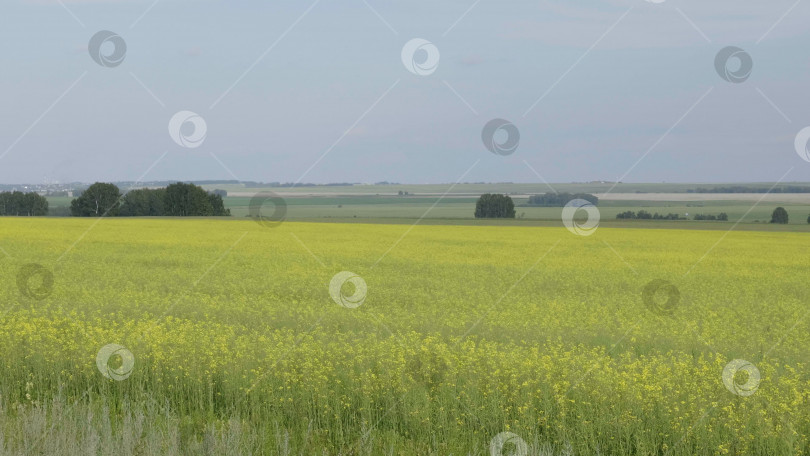 Скачать Цветущее поле желтого рапса, панорамный пейзаж фотосток Ozero
