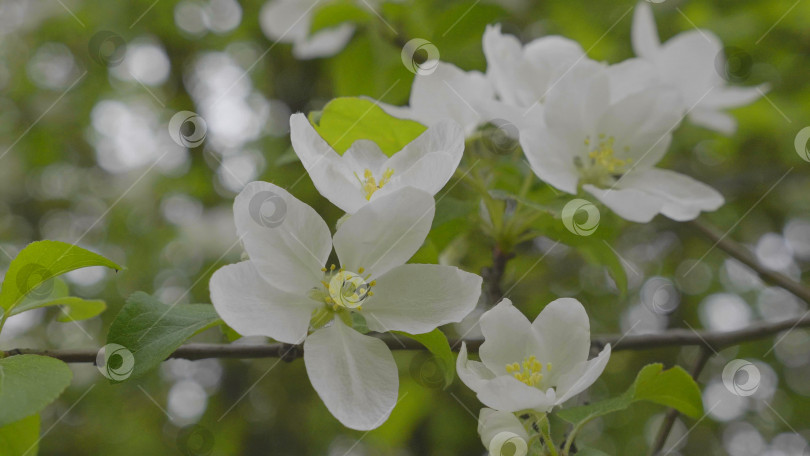 Скачать Сад с цветущими яблонями весной. фотосток Ozero