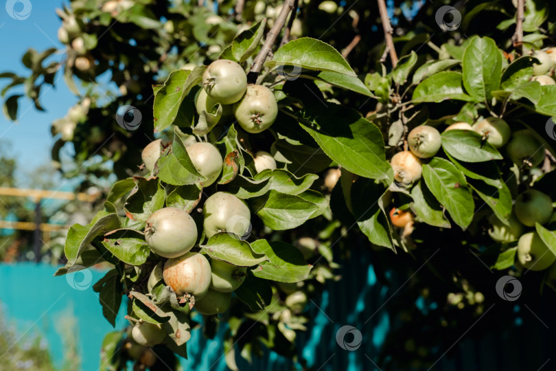 Скачать садовые яблоки растут на ветке у забора, крупным планом фотосток Ozero
