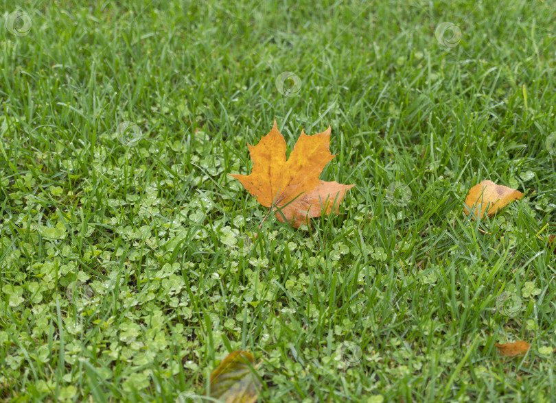 Скачать лист клена крупным планом на фоне зеленой травы фотосток Ozero