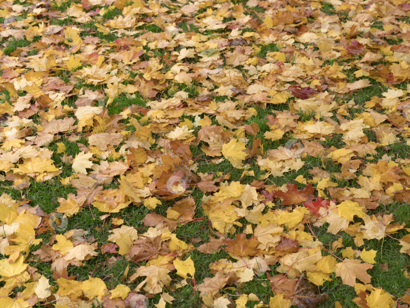 Скачать Красочный и яркий фон, выполненный из опавших осенних листьев. фотосток Ozero