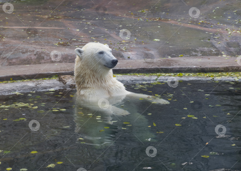 Скачать Красивый белый медведь, играющий в воде осенью фотосток Ozero
