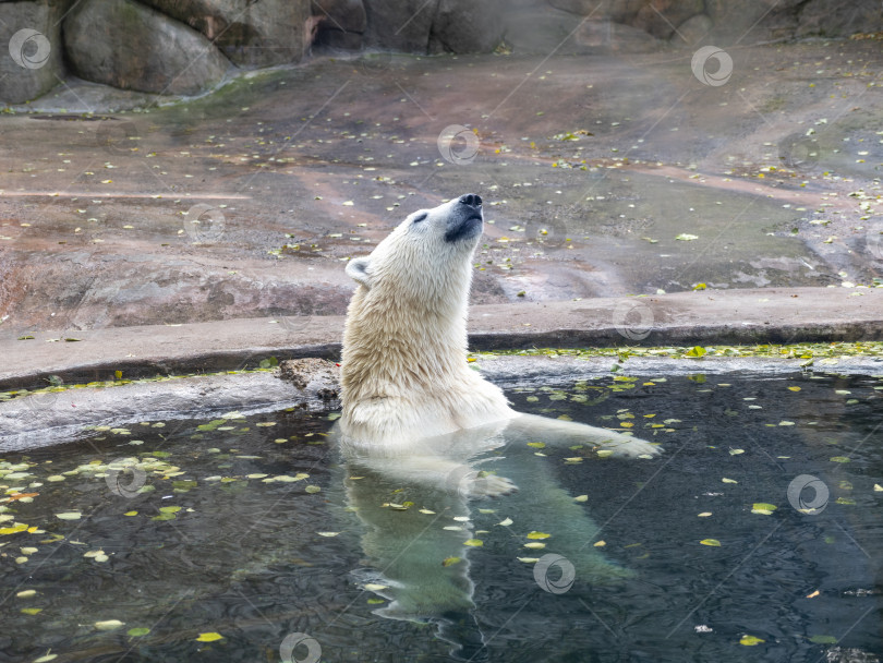 Скачать Белый медведь Ursus Maritimus в солнечный день фотосток Ozero