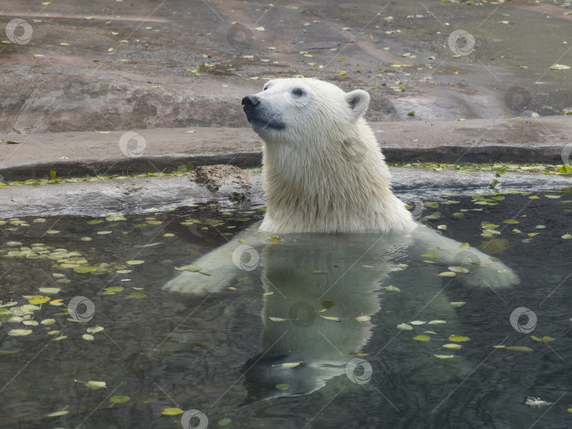 Скачать Красивый белый медведь, играющий в воде осенью фотосток Ozero