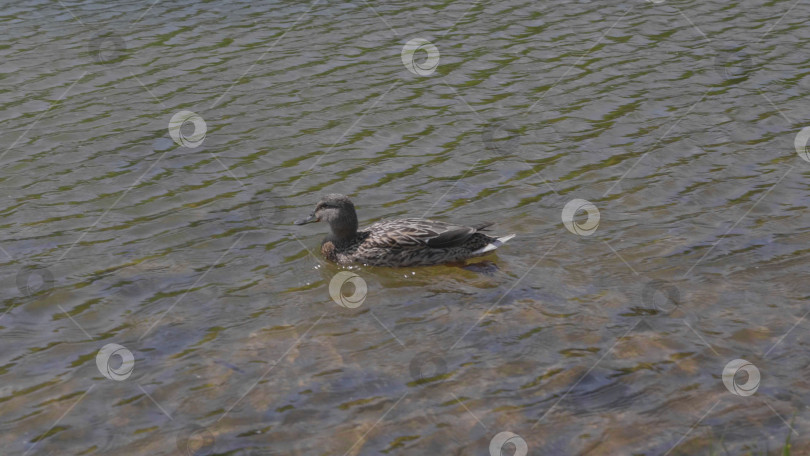 Скачать Утки на прогулке плавают в воде пруда. фотосток Ozero