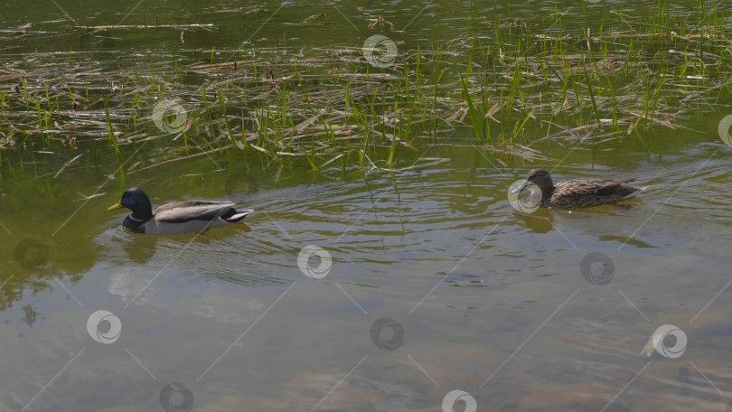 Скачать Утки на прогулке плавают в воде пруда. фотосток Ozero