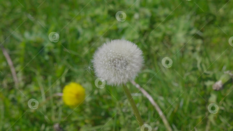 Скачать Фон природы с цветком одуванчика на зеленом поле. фотосток Ozero