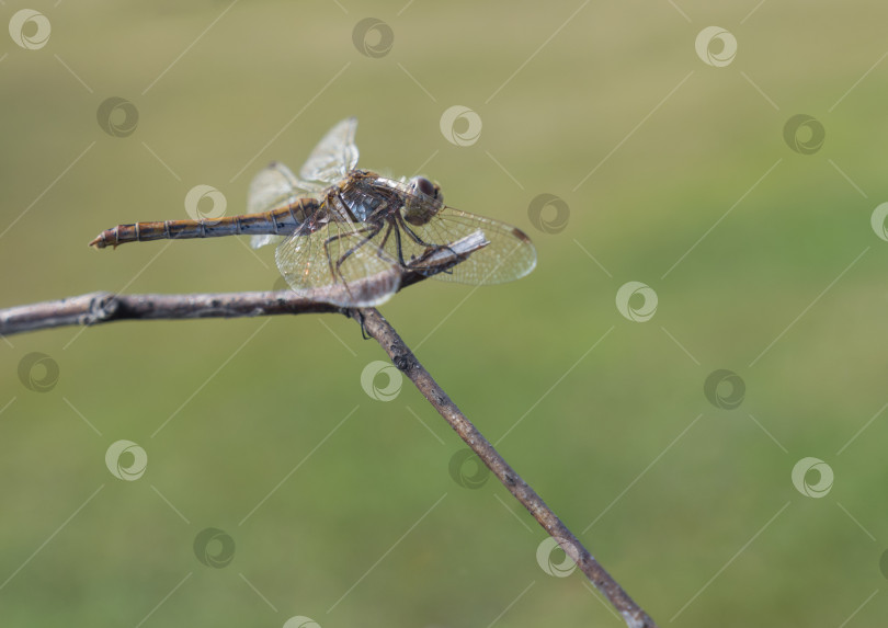 Скачать Красивая стрекоза сидит на сухой ветке на фоне травы фотосток Ozero