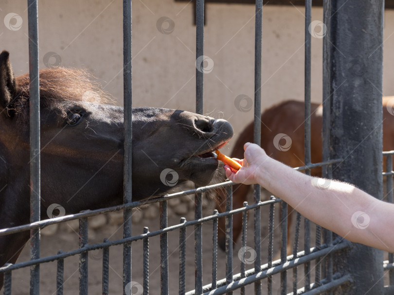 Скачать Женщина кормит рыжую красивую лошадь морковкой из своих рук фотосток Ozero