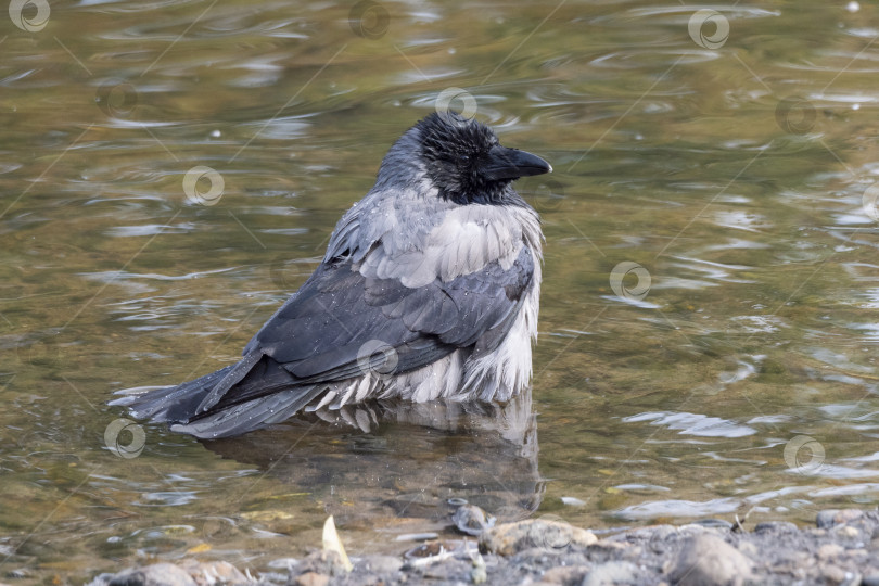 Скачать Черная птица ворона купается в озере фотосток Ozero