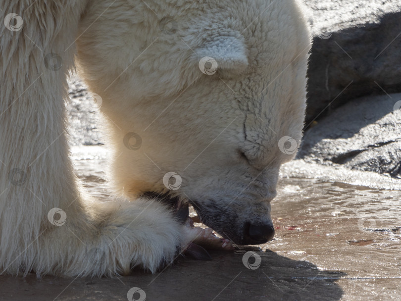 Скачать Белый медведь Ursus Maritimus в солнечный день фотосток Ozero