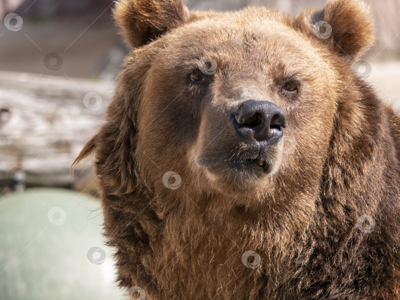 Скачать Портрет бурого медведя Ursus arctos на охоте фотосток Ozero