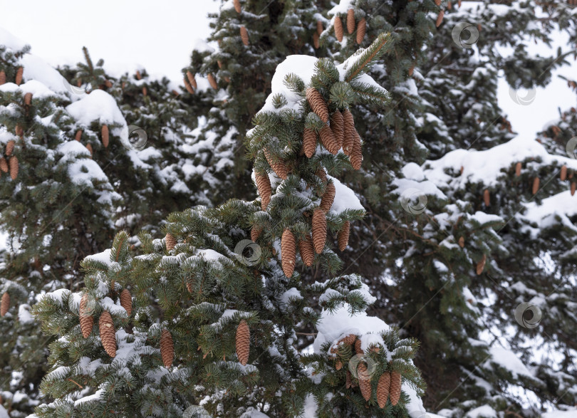 Скачать Красивая еловая ветка с шишками на снегу фотосток Ozero