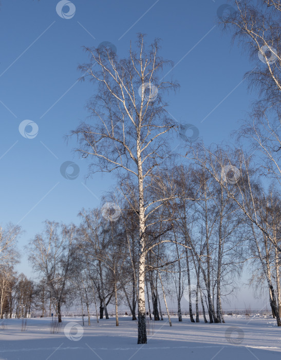 Скачать Зимний березовый лес в солнечном свете на фоне голубого неба фотосток Ozero