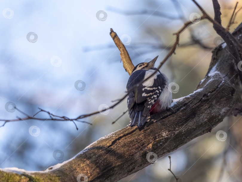 Скачать Красивый лесной дятел Dendrocopos medius сидит на дереве в поисках пищи фотосток Ozero