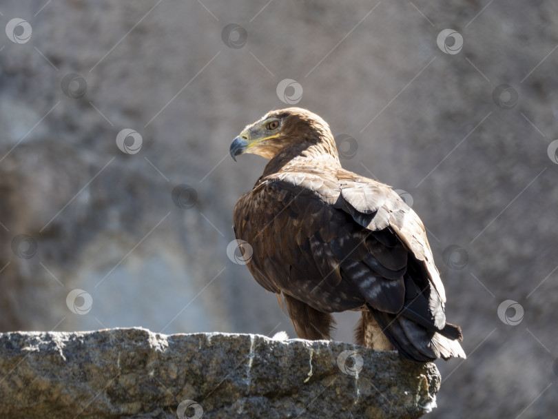 Скачать Лысоголовый орел, снятый крупным планом на размытом фоне фотосток Ozero