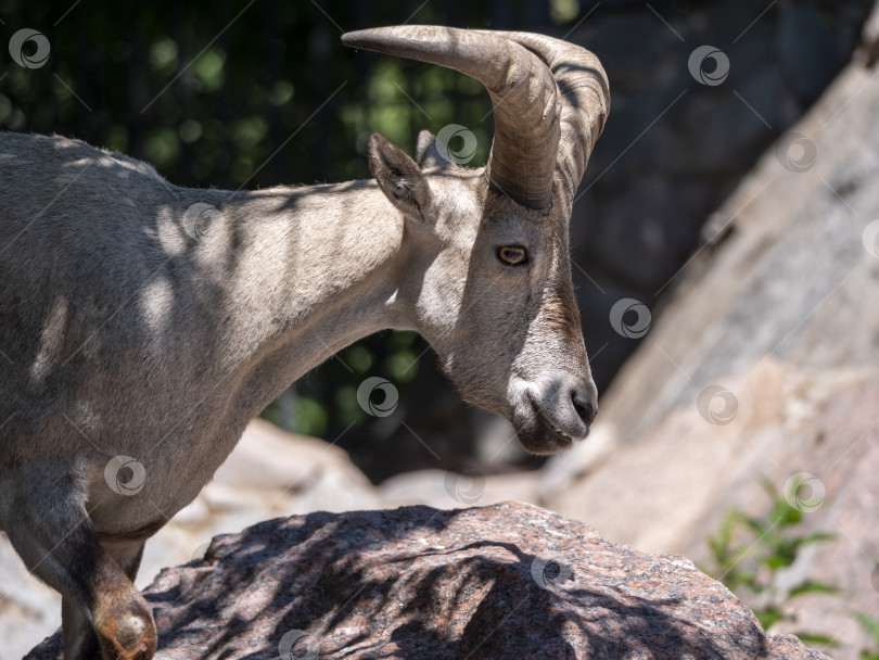 Скачать Красивый горный козел с длинными спиральными рогами на фоне скал фотосток Ozero