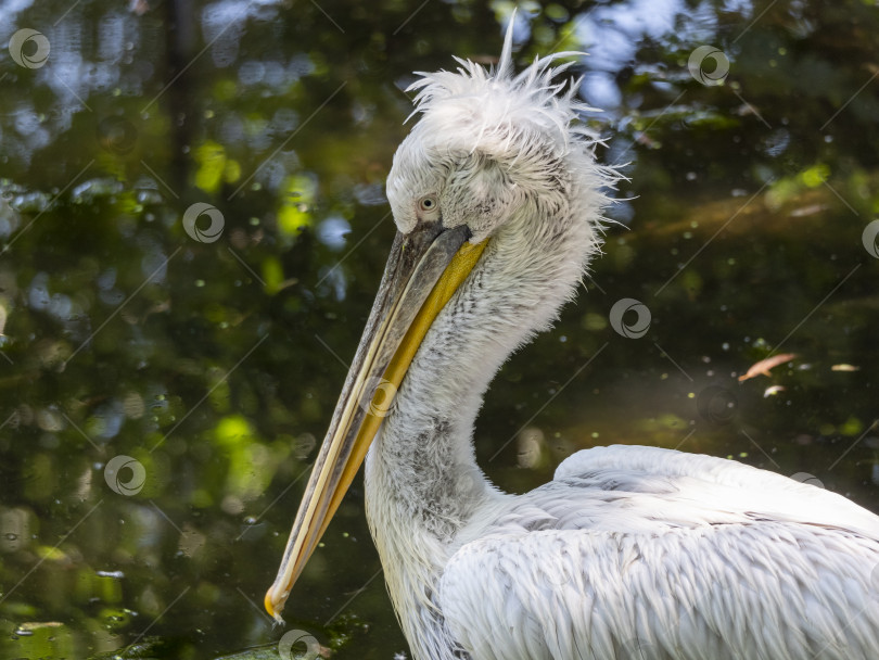 Скачать Белый пеликан Pelecanus onocrotalus, также известный как Восточный белый пеликан фотосток Ozero