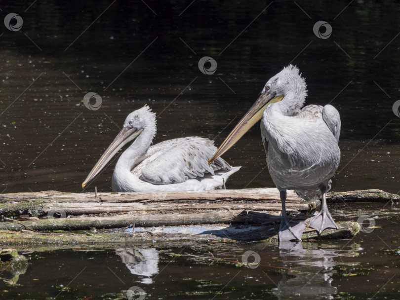 Скачать Белый пеликан Pelecanus onocrotalus, также известный как Восточный белый пеликан фотосток Ozero