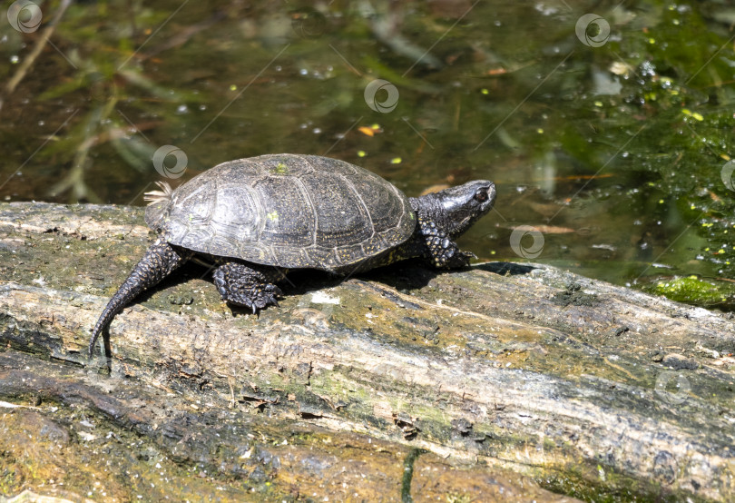 Скачать Красноухая черепаха-ползунок плавает в озере фотосток Ozero