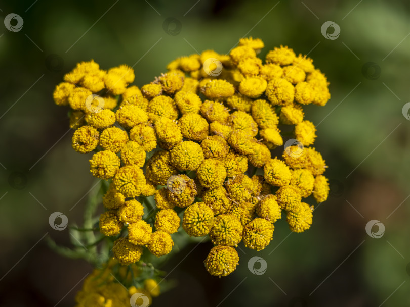 Скачать Пижма обыкновенная Tanacetum vulgare - лекарственное растение фотосток Ozero