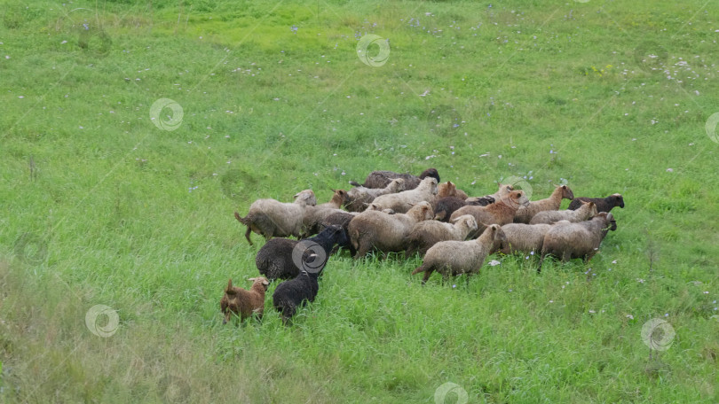 Скачать Группа овец смотрит, прогуливается и отдыхает на зеленом пастбище в горах Алтая. Сибирь, Россия фотосток Ozero