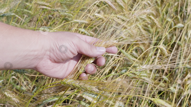 Скачать Фермер в поле трогает свои пшеничные колосья фотосток Ozero