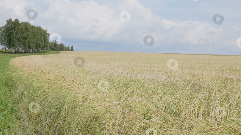 Скачать Пейзаж спелой пшеницы в небе с облаками на опушке леса фотосток Ozero