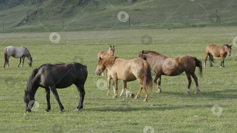Скачать Лошади с жеребятами пасутся на пастбище в горах Алтая фотосток Ozero