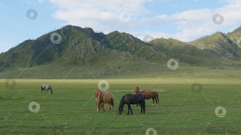 Скачать Лошади с жеребятами пасутся на пастбище в горах Алтая фотосток Ozero