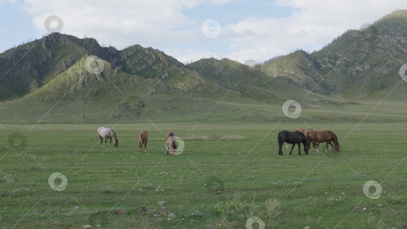 Скачать Лошади с жеребятами пасутся на пастбище в горах Алтая фотосток Ozero