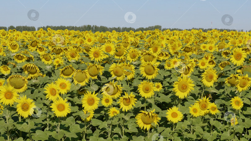 Скачать Поле цветущих подсолнухов на фоне голубого неба фотосток Ozero