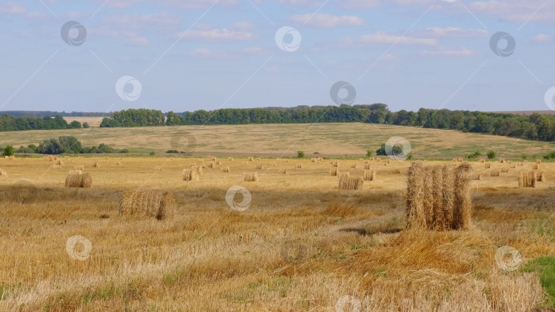 Скачать Поля пшеницы в конце лета полностью созрели фотосток Ozero