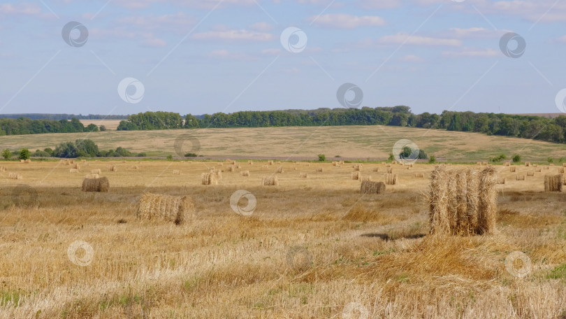 Скачать Поля пшеницы в конце лета полностью созрели фотосток Ozero